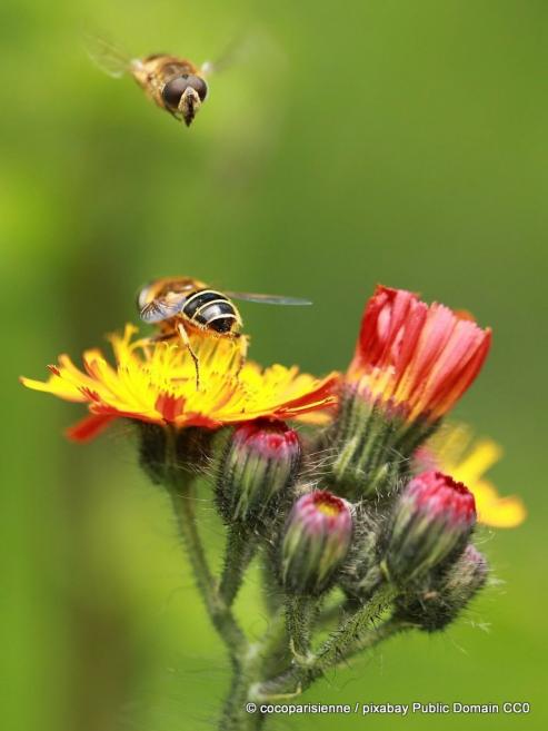 Bild zu Die Welt mit anderen Augen riechen