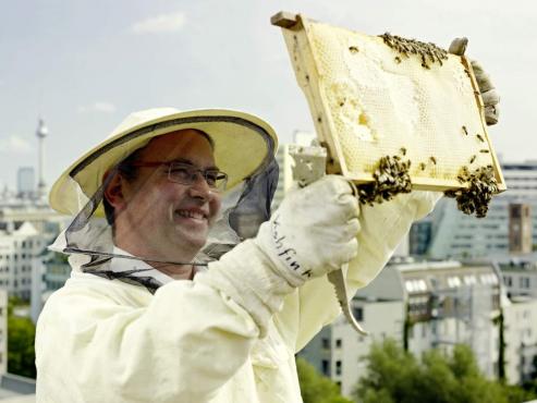 Bild zu Grostadtimkerei: Senckenberg Grlitz zu "Bienen auf dem Dach"