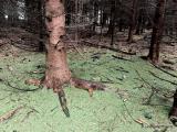 Bild zu Borkenkfer und Hitze: Drama fr die Wlder bei Grlitz