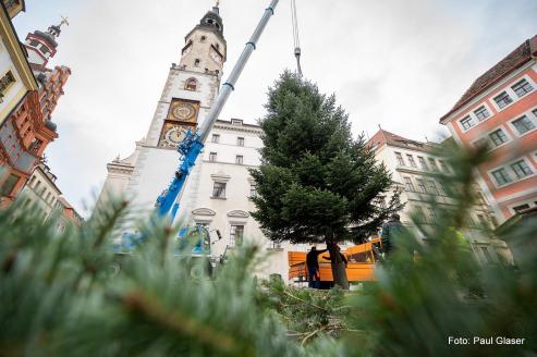 Bild zu Geheimnis gelftet: Was aus dem Grlitzer Weihnachtsbaum wird