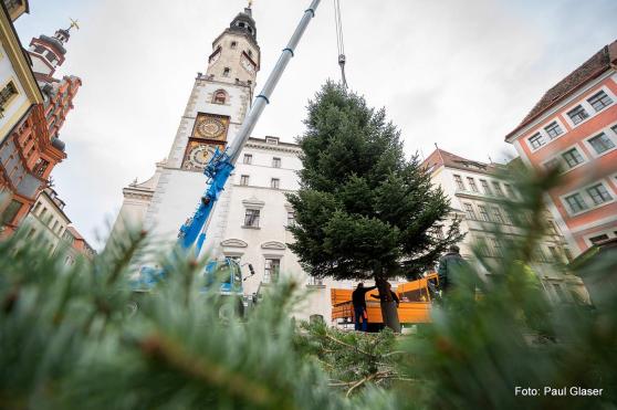 Bild zu Geheimnis gelftet: Was aus dem Grlitzer Weihnachtsbaum wird