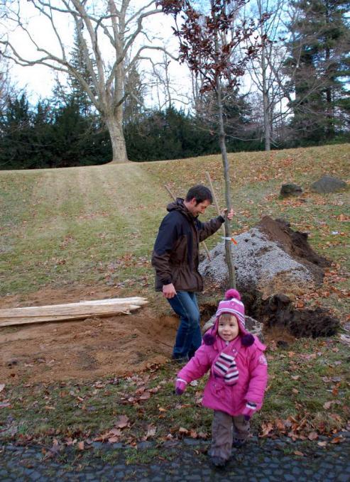 Bild zu Stadtpark Grlitz mit neuer Blutbuche
