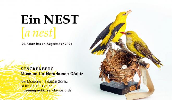 Bild zu Die Welt der Vogelnester entdecken
