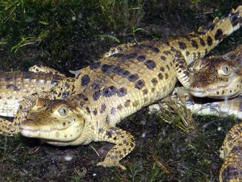 Bild zu Landrat Lange gegen "fideles" Krokodil
