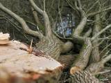 Bild zu Holzhäcksler und Schredder zerkleinern Holzreste effizient