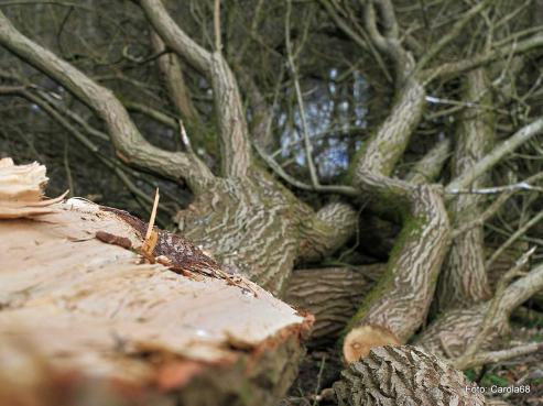Bild zu Holzhcksler und Schredder zerkleinern Holzreste effizient