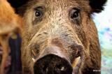 Bild zu Wahlkampf der Tiere