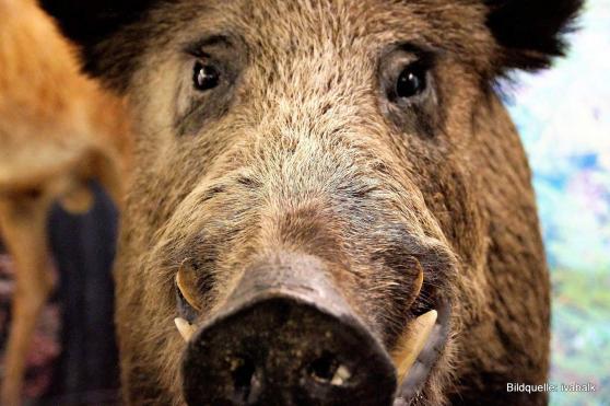 Bild zu Wahlkampf der Tiere