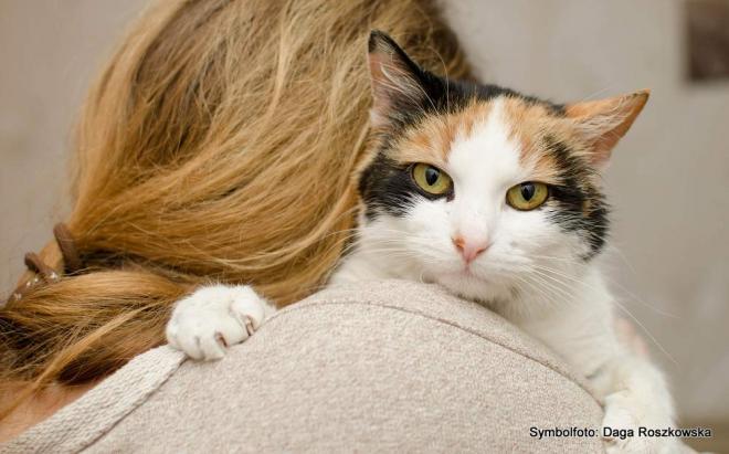 Katzen spüren, wenn unangenehme Situationen drohen Katzen spüren, wenn unangenehme Situationen drohen