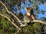 Eukalyptus mahnt zur Vorsicht bei privater Meinungsfreiheit