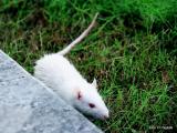 Bild zu Schdlingsbekmpfung in Bautzen: Keine Ruhe vor den Ratten