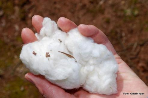 Bild zu Tchibo drittgrter Nutzer von Bio-Baumwolle