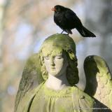 Bild zu Der Stdtische Friedhof lebt wieder auf