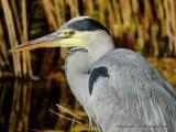 Bild zu Tote Vgel am See
