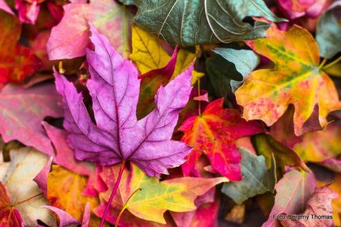 Bild zu Herbsttrends 2019: stylisch durch den Herbst