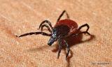 Bild zu Sommerzeit ist Zeckenzeit  Gefahren der Borreliose-bertragung 
