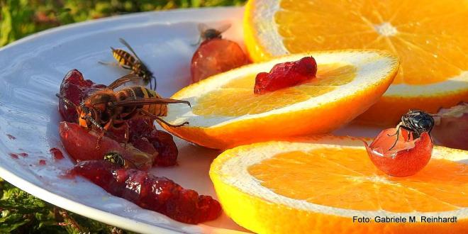 Bildtitel: Wie unterscheiden sich Insektenstiche von Insekt zu Insekt? Bild zu Wie unterscheiden sich Insektenstiche von Insekt zu Insekt?