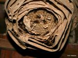 Bild zu Gefahren von Insektenstichen  Stiche verhindern