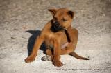 Bild zu Flhe bei Hunden