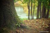 Bild zu Trockenheitsschden in Grlitzer Parks