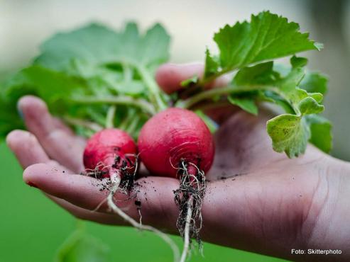 Bild zu Eigenen Gemsegarten anbauen  gesunde Kost aus dem eigenen Garten