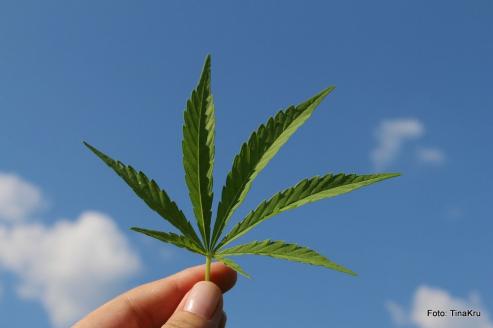 Bild zu Cannabis  die neusten Informationen ber Legalisierung, Probleme und wirtschaftliche Interessen