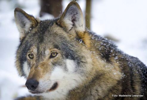 Bild zu Wolf tot!