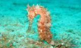 Bild zu Faszination Unterwasserwelt