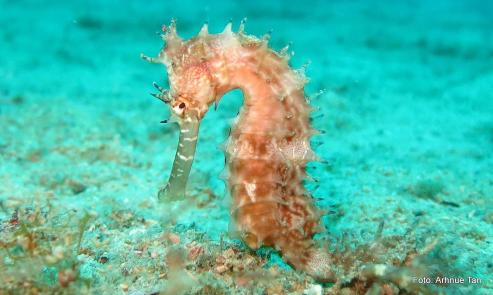 Bild zu Faszination Unterwasserwelt