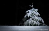 Bild zu Entsorgung der Weihnachtsbume im Landkreis Grlitz