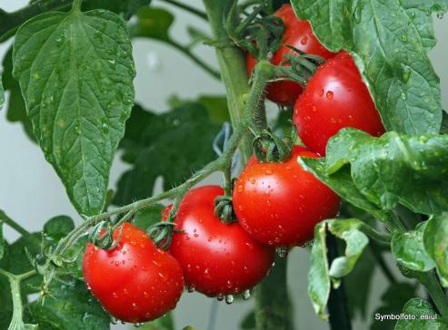 Bild zu Tomaten mgen keine Fernbeziehung