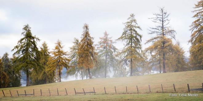 Bildtitel: Törggele-Zeit ist fünfte Jahreszeit in Südtirol Bild zu Törggele-Zeit ist fünfte Jahreszeit in Südtirol