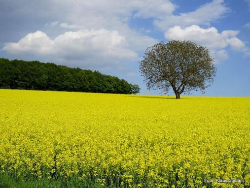 Bild zu Energiepflanzen: Wie aus Raps und Mais Kraftstoff wird