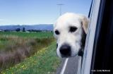 Bild zu Urlaubsreiseplanung mit dem Hund