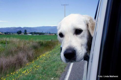 Bild zu Urlaubsreiseplanung mit dem Hund