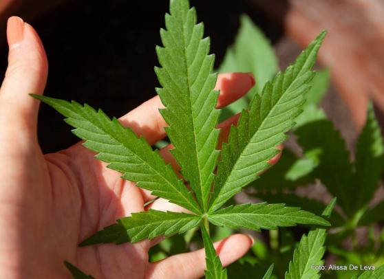 CBD im Trend  was steckt hinter den drei Buchstaben?