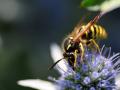 Waldbienen: So wichtig sind sie fr uns und unsere Natur