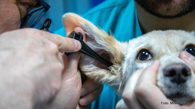 Bildtitel: Wie funktioniert der neue Trend der "Telemedizin"? Bild zu Wie funktioniert der neue Trend der "Telemedizin"?