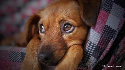 Bild zu Hundehaltung in Grlitz