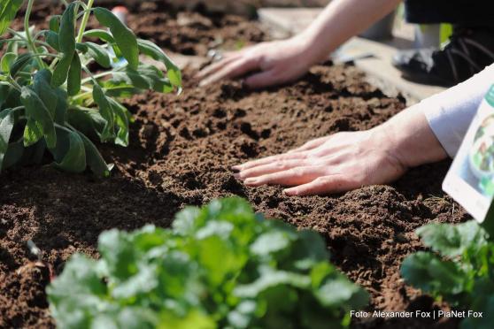 Wie die Zeit im eigenen Garten die Gesundheit beeinflussen kann