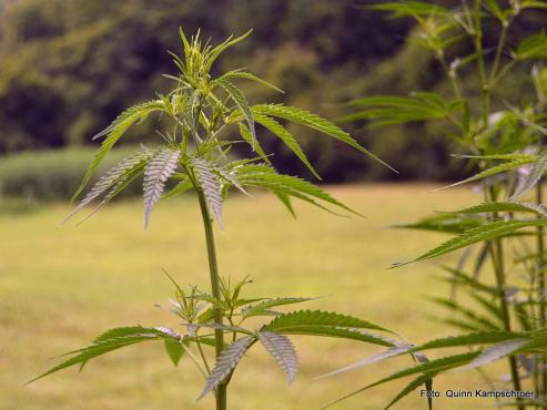 Bild zu Preisvergleich nun auch fr Cannabis?