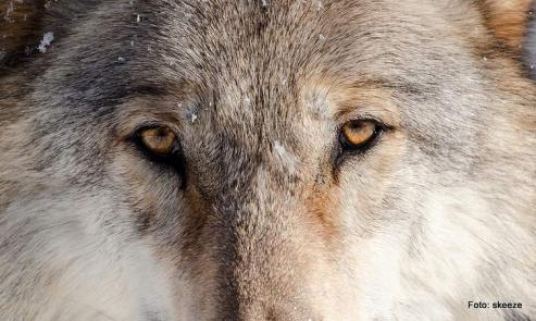 Bild zu Filmstadt Grlitz sucht Komparsen fr "Wolfsland"