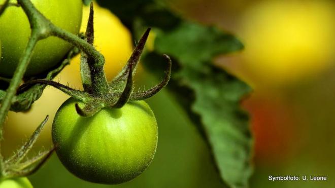 Spätes Erröten vielgereister Pflanzen und Früchte Spätes Erröten vielgereister Pflanzen und Früchte