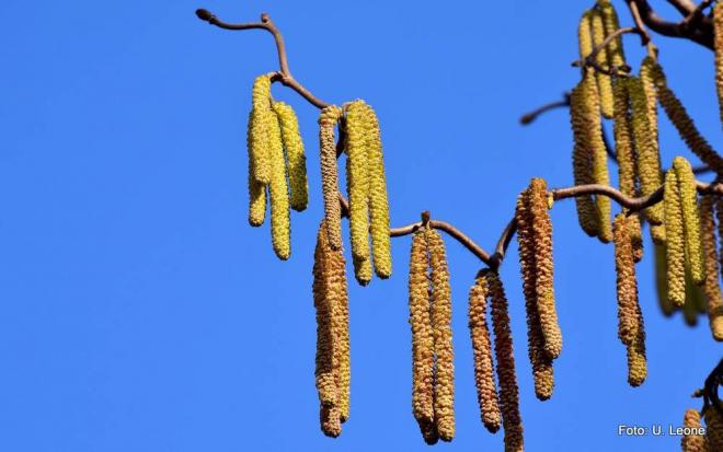 Symptome abschwächen oder Hyposensibilisierung? Symptome abschwächen oder Hyposensibilisierung?