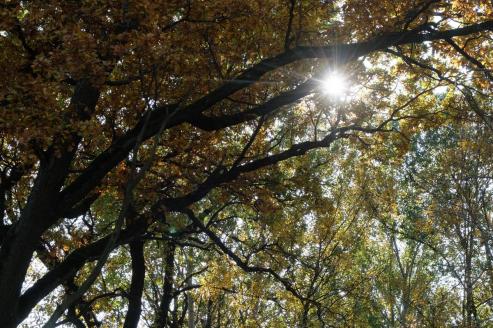 Bild zu Corona und Schulbeginn
