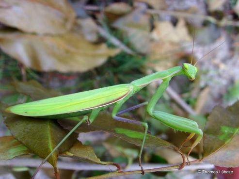 Bild zu Senckenberg Naturkundemuseum Grlitz zum Insektensterben