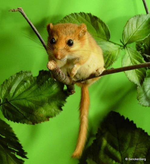 Bild zu Wer hat die Haselmaus gesehen?