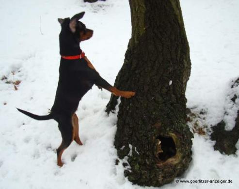Bild zu Grlitz kommt auf den Hund