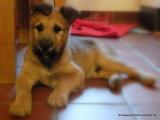 Bild zu Vier geeignete Haustiere fr Personen mit Tierfell-Allergie