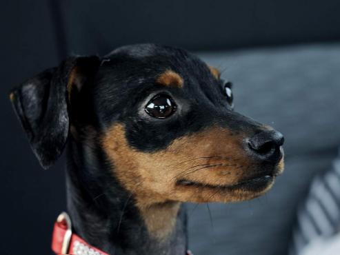 Bild zu Hundesteuer: Marken vor dem Jahresende tauschen